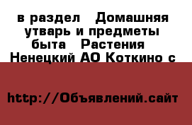  в раздел : Домашняя утварь и предметы быта » Растения . Ненецкий АО,Коткино с.